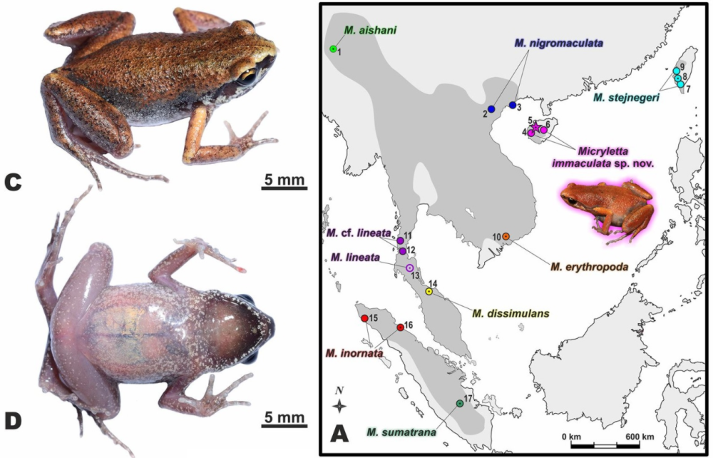 物种|海南发现新物种小姬蛙！研究近9年才确定，被认为是易危物种