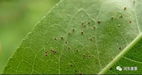 果园|果园植被多样性对虫害的控制