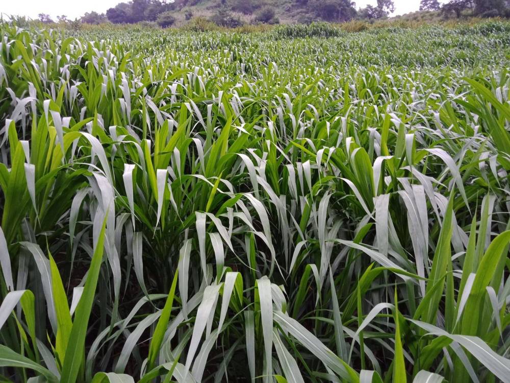 皇竹草为何能够比过台湾甜象草养猪大户价优质佳产量高