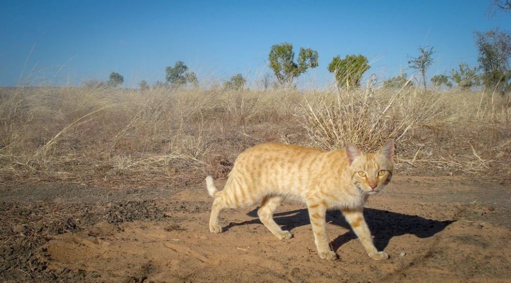 物种灭绝的催化剂:澳大利亚泛滥成灾的野猫,真的控制不住了吗?