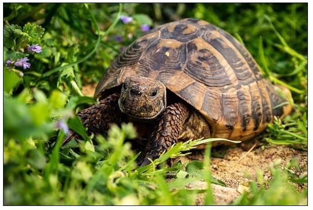 15日,在東部巴特曼德利(vatomandry)有34人食用了保護對象動物烏龜,被