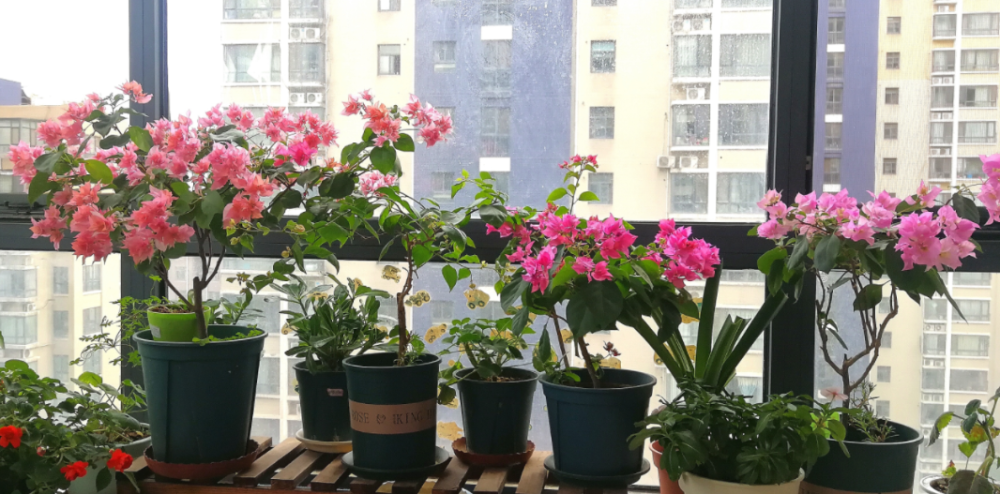 养花|春天到了，阳台养花想要长势旺盛，“三件事”要及时做好