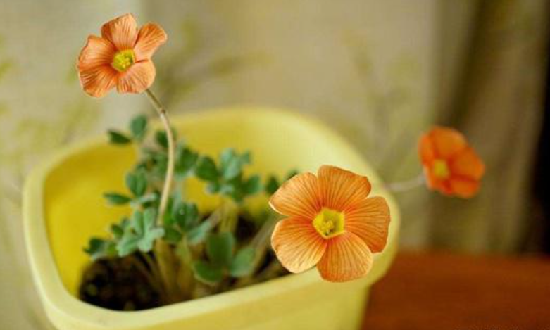 养花|春天到了，阳台养花想要长势旺盛，“三件事”要及时做好