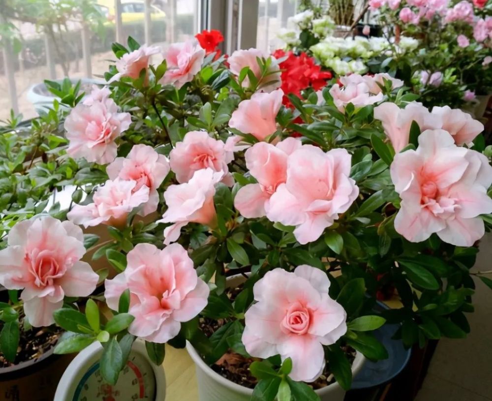 养花|春天到了，阳台养花想要长势旺盛，“三件事”要及时做好