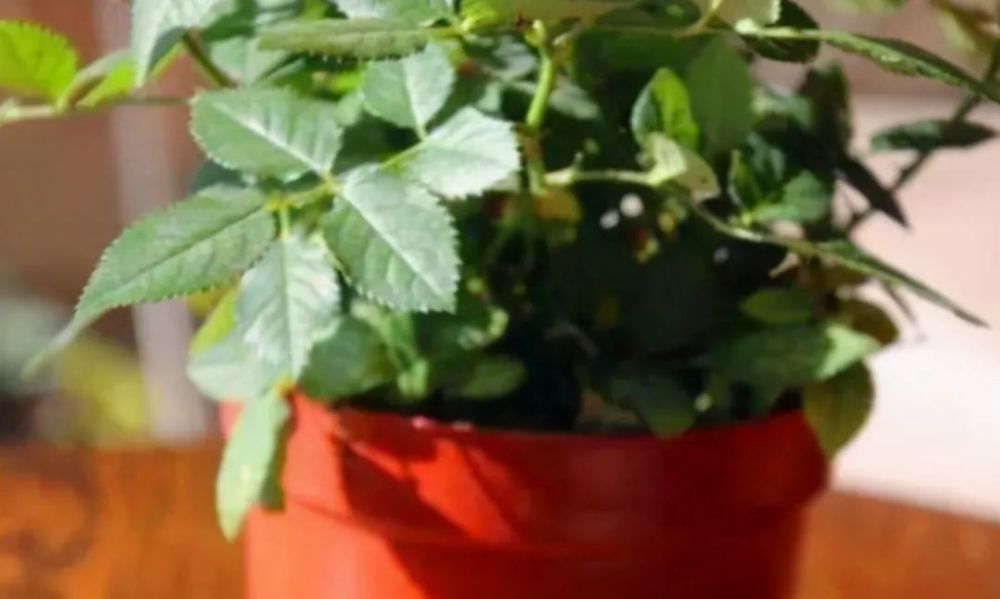 养花|春天到了，阳台养花想要长势旺盛，“三件事”要及时做好