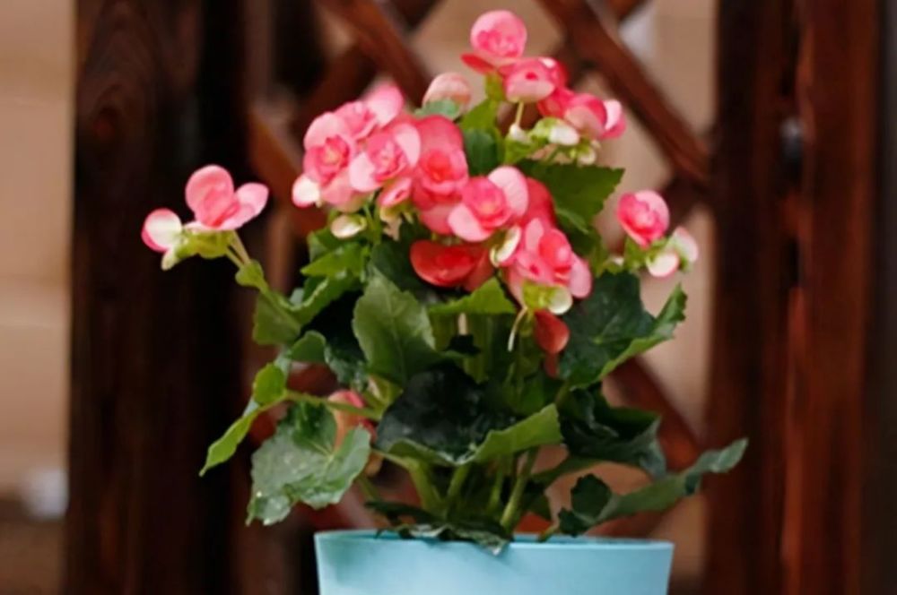 养花|春天到了，阳台养花想要长势旺盛，“三件事”要及时做好