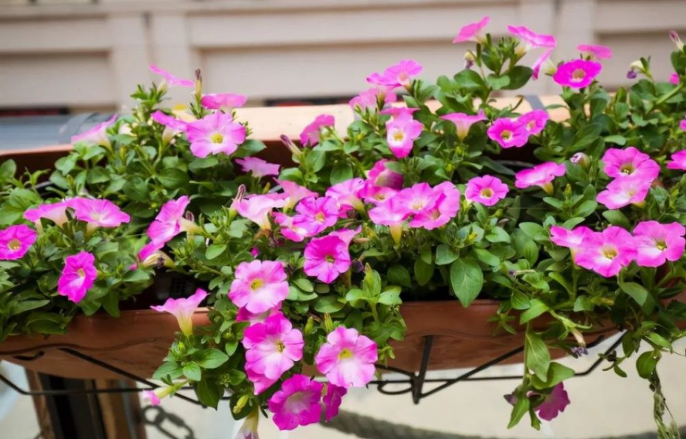 养花|春天到了，阳台养花想要长势旺盛，“三件事”要及时做好