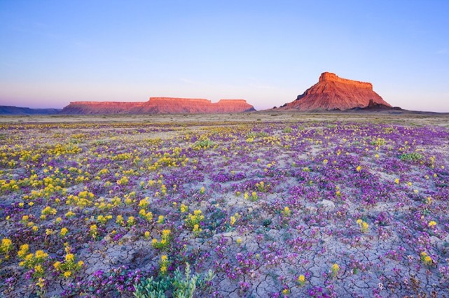 沙漠开出一片花海,科学家却忧心忡忡|阿塔卡玛沙漠|科学家|地球