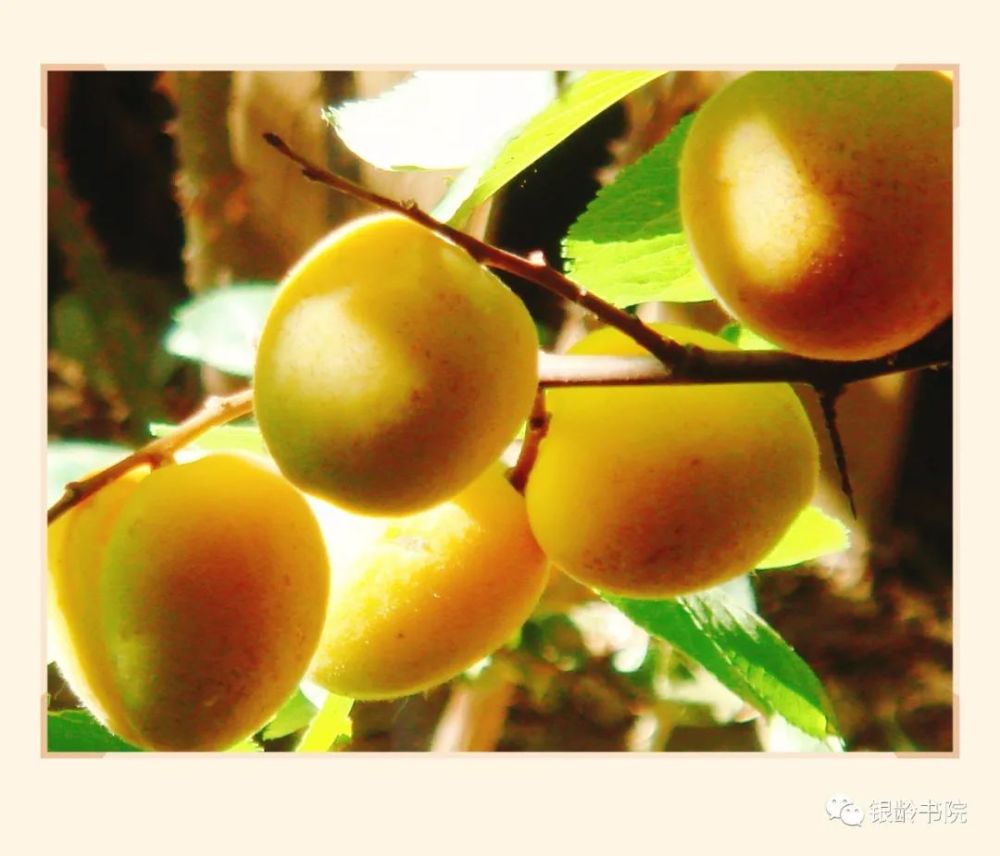 春分养花 杏花两株能白红 腾讯新闻