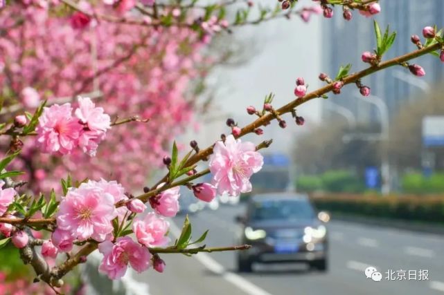 昼夜均分春来,细雨花繁燕归|今日春分