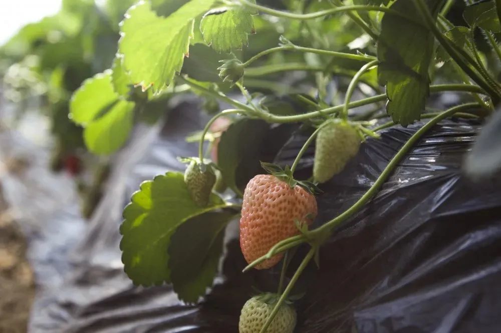 鲅鱼圈五一采摘攻略来啦!