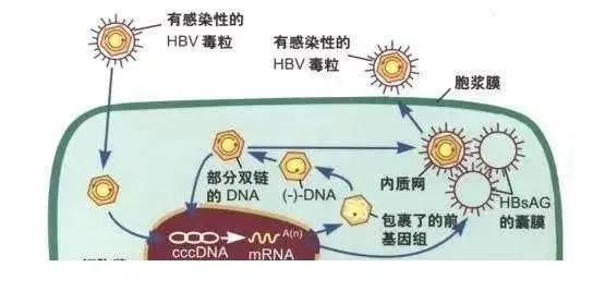 乙肝|乙肝新靶点RIG-I激动剂，可抑制复制模板，加速已建立池衰减