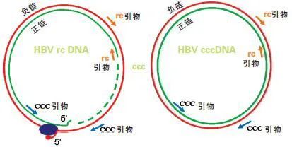 乙肝|乙肝新靶点RIG-I激动剂，可抑制复制模板，加速已建立池衰减