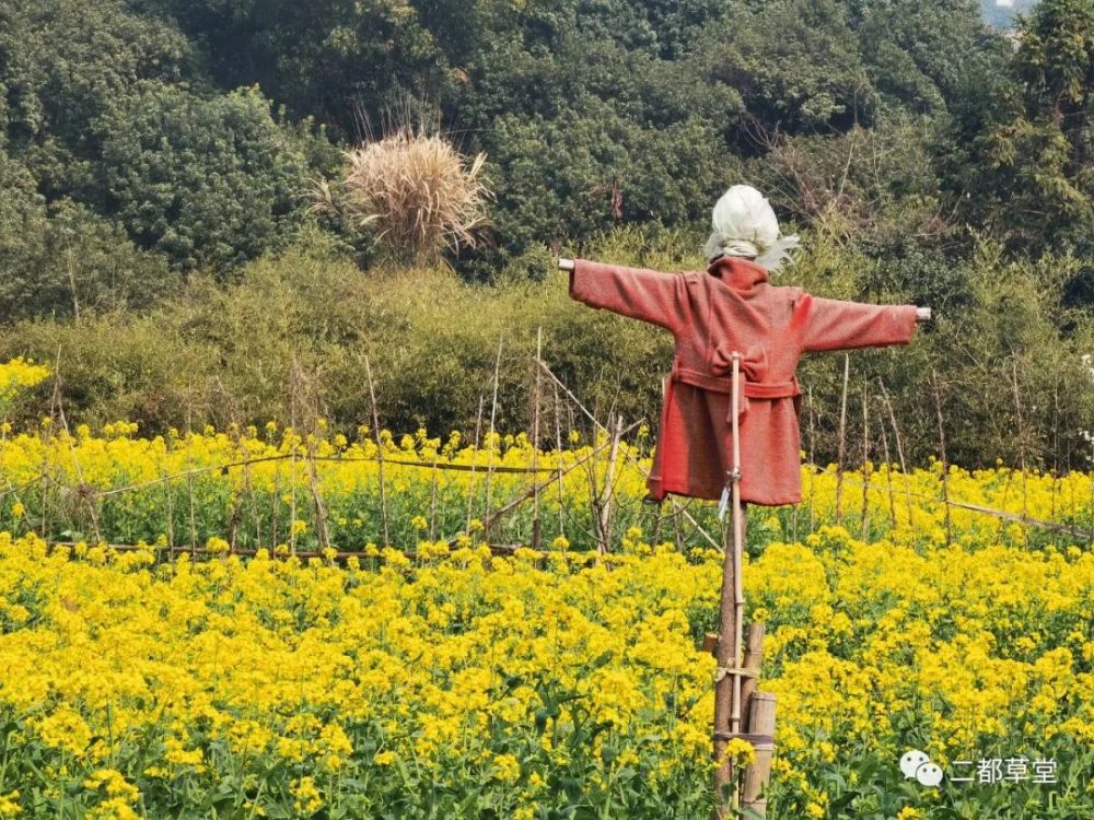 观察日记 春分到 百花开 眼花缭乱的季节 腾讯新闻