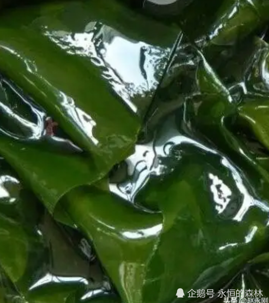 海带是高嘌呤食物吗海带的营养价值和作用