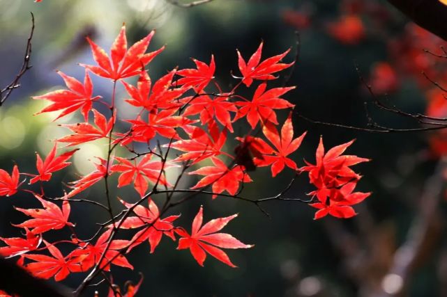 11.11七絕·睡昏風號雨泣撞休門,地暗天烏驟降溫.