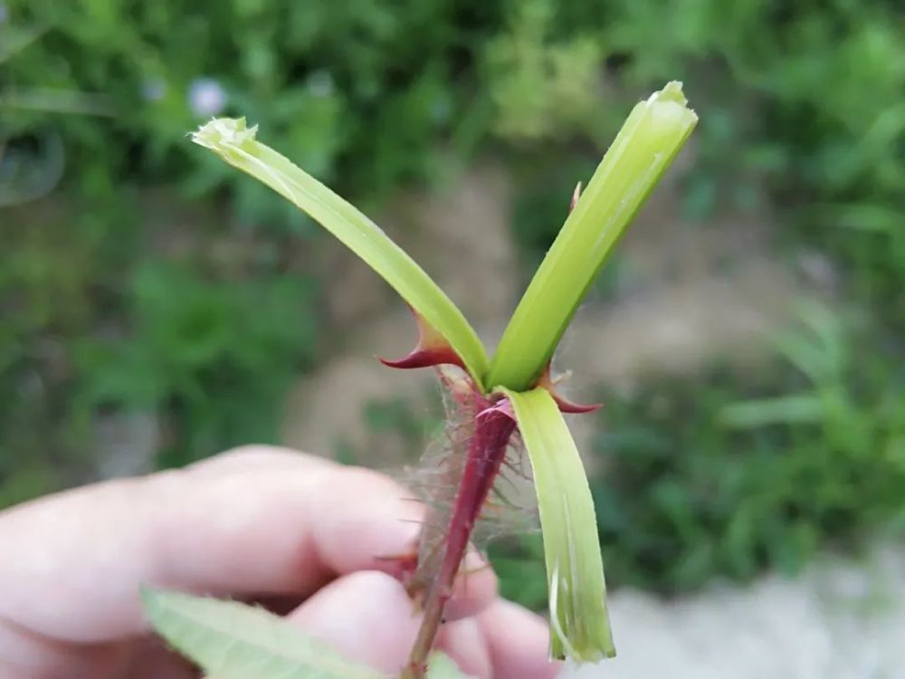 芽芽泡|这种全身是刺的野草，80后曾把它当零食，3月正当季，你吃过吗？