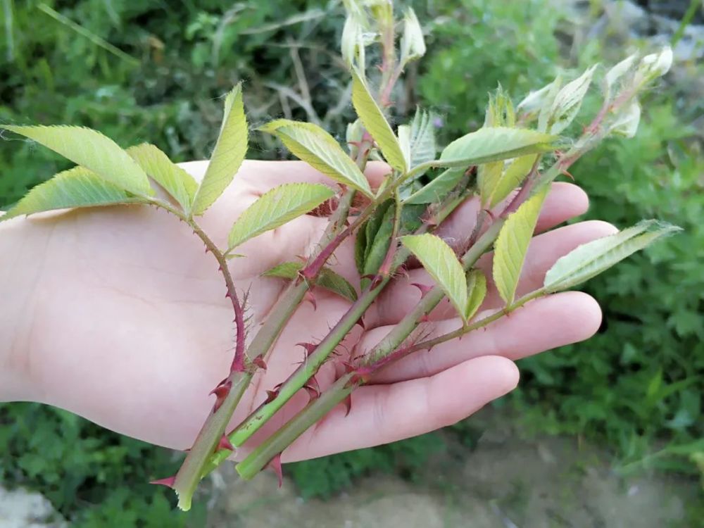 芽芽泡|这种全身是刺的野草，80后曾把它当零食，3月正当季，你吃过吗？