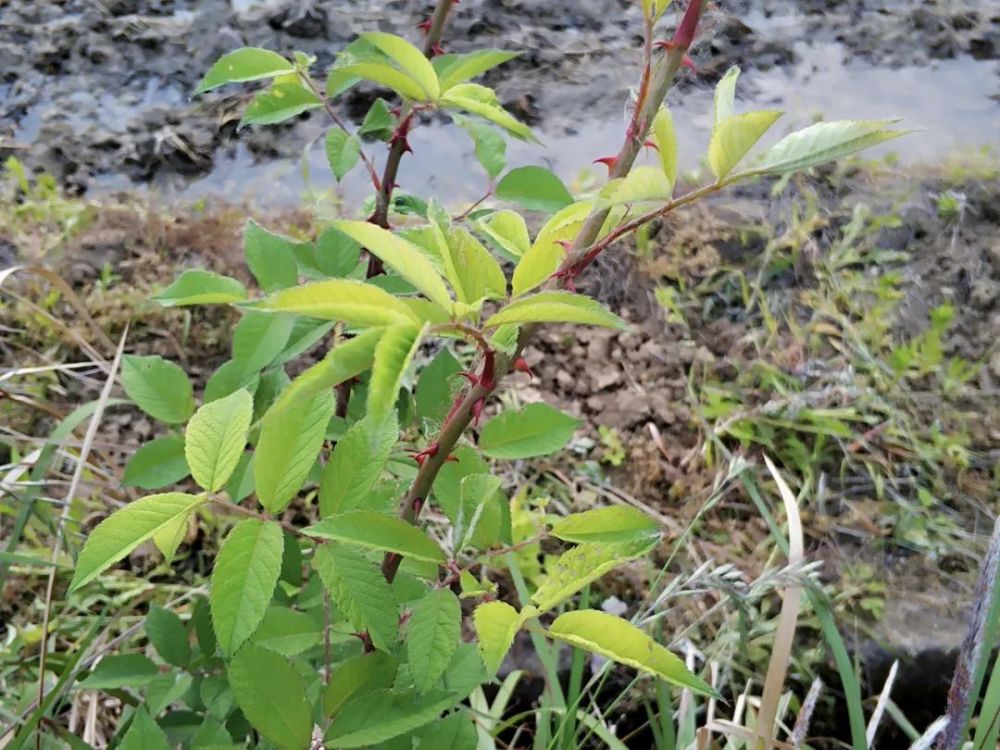 芽芽泡|这种全身是刺的野草，80后曾把它当零食，3月正当季，你吃过吗？