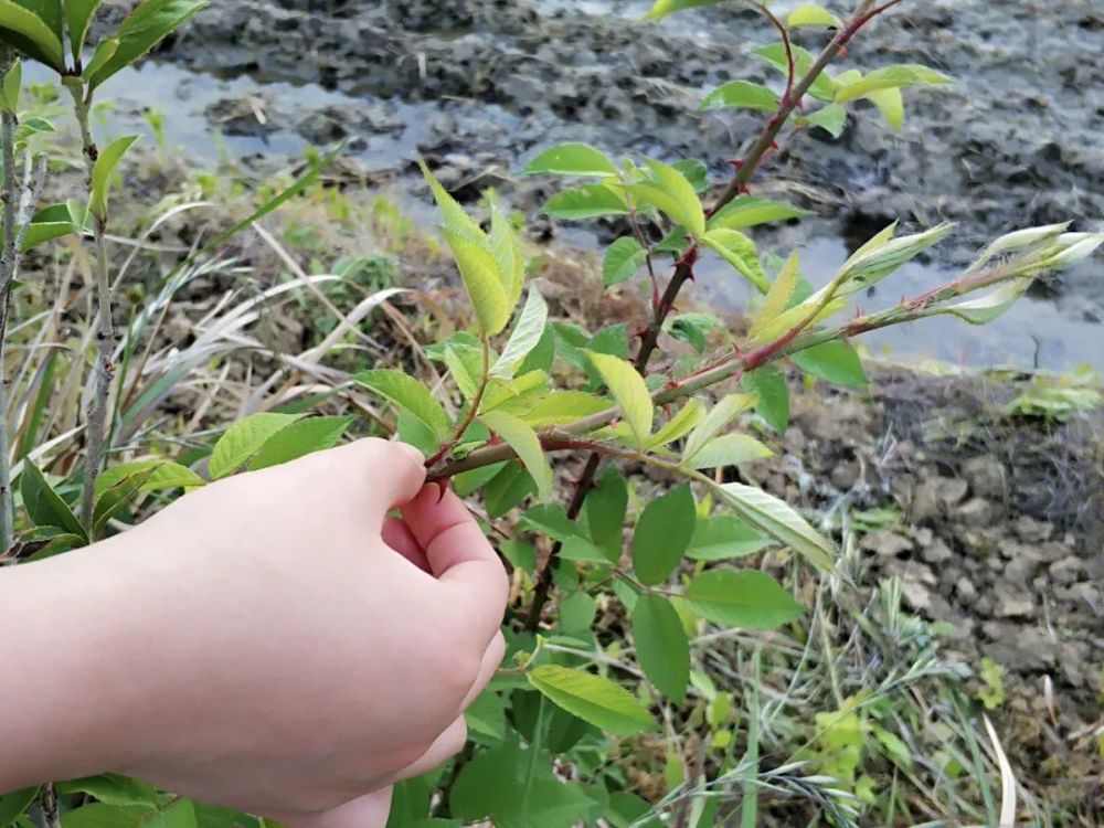 芽芽泡|这种全身是刺的野草，80后曾把它当零食，3月正当季，你吃过吗？