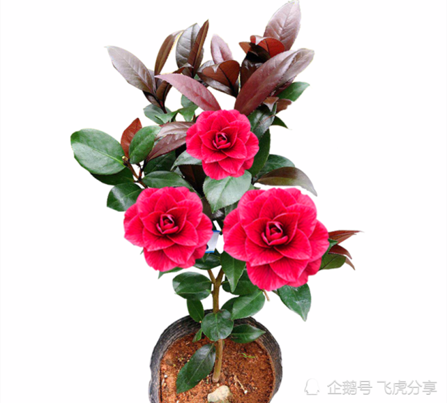养花在于精而不在于多 六种花卉中的珍品 养一样也值得 养花 茶花 天香台阁 绿云 贝拉 金花茶 花卉