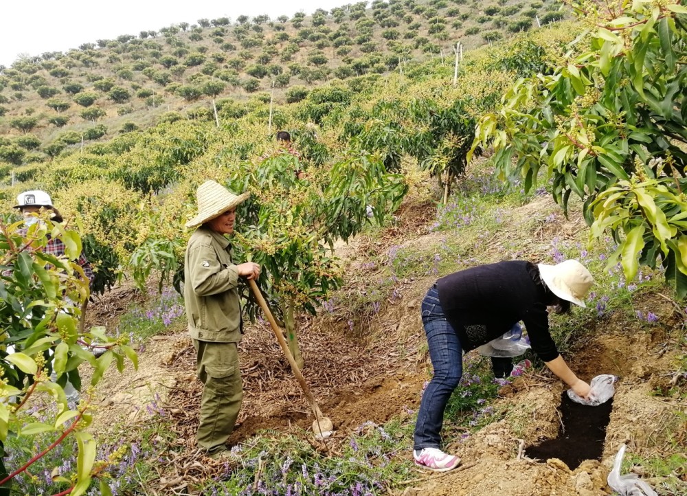 春季果园高产施肥技巧,一个人就能管理百亩果园,至少增产上千斤_腾讯
