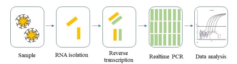 核酸检测|新冠病毒突变可以逃避核酸检测？没那么容易