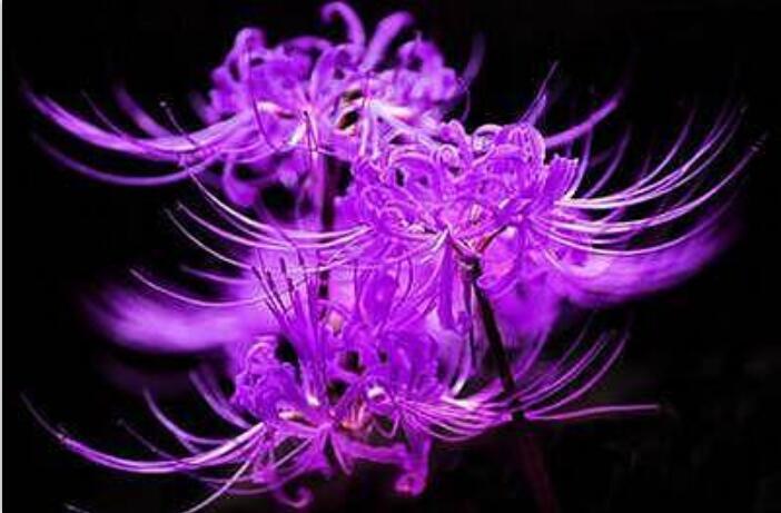 彼岸花被称冥界之花原来真实存在为什么老人说千万别养