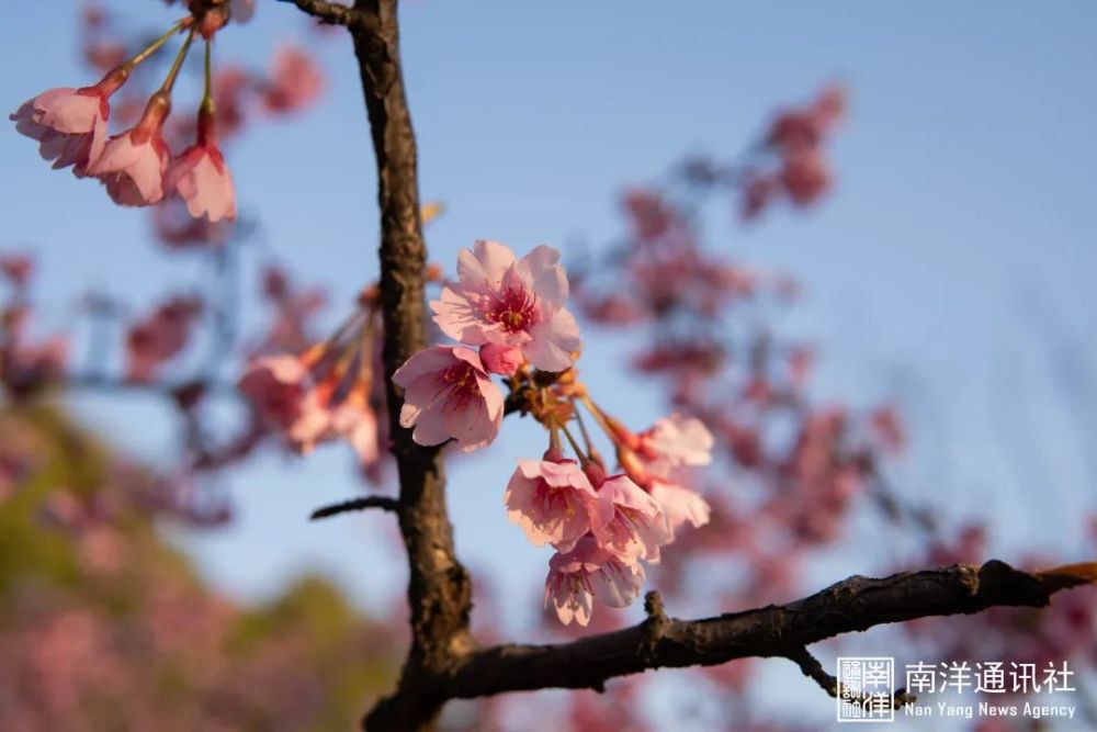 交大春日限定校花校草你pick哪款