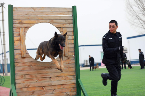 警犬训练基地席清图片