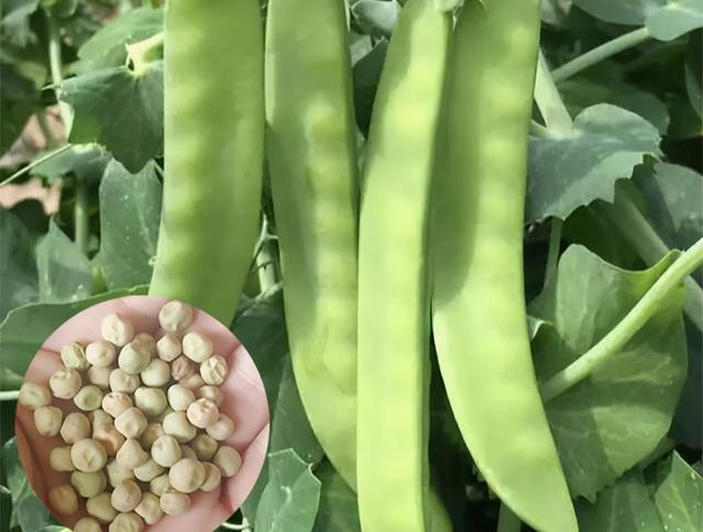 如何栽培出高产量的豌豆呢 一次种植 采收长达2个多月 豌豆苗 肥料 豌豆 病虫害 种子