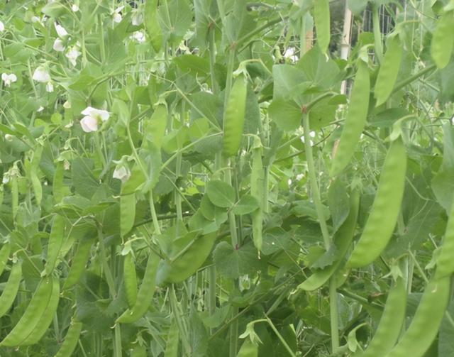 如何栽培出高产量的豌豆呢 一次种植 采收长达2个多月 豌豆苗 肥料 豌豆 病虫害 种子
