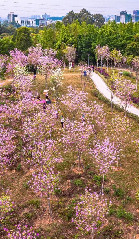 深圳春季最in花卉出爐|黃花風鈴木|簕杜鵑|杜鵑|深圳|蓮花山公園|公園