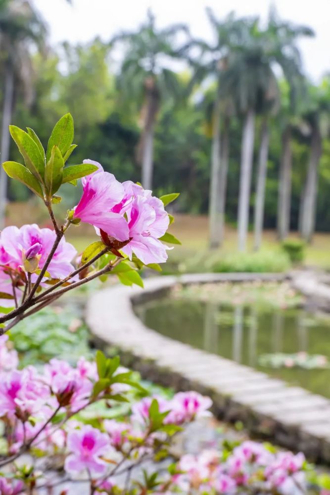 今日春分我想和你去赏荔园的春