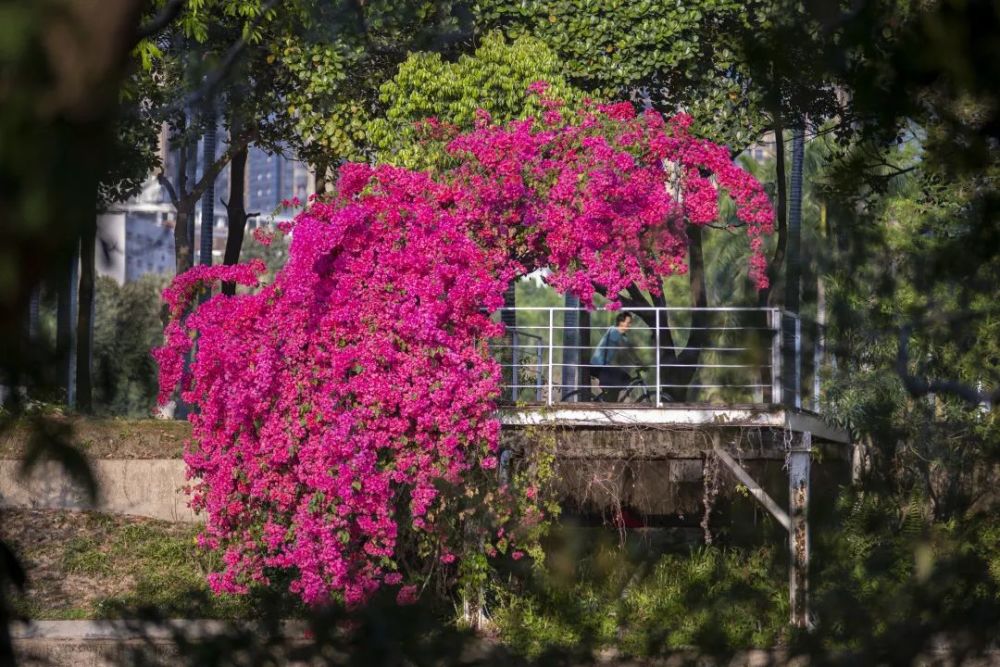 今日春分我想和你去赏荔园的春