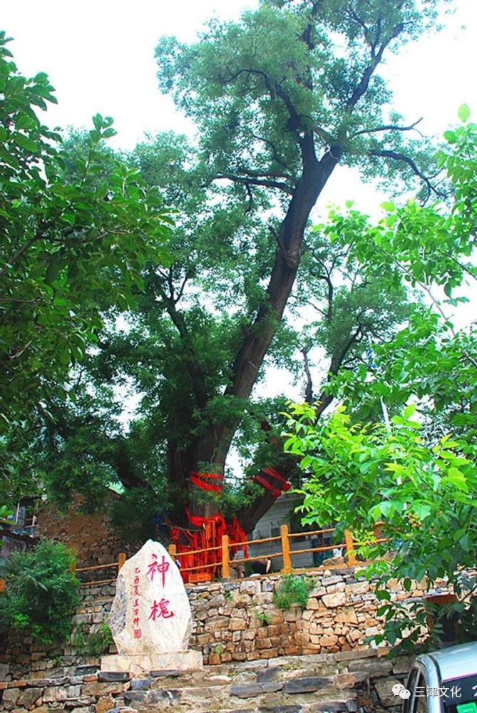 树上挂满了红布条,著名书法家王学仲题写"神槐"两个字勒石为碑,神槐