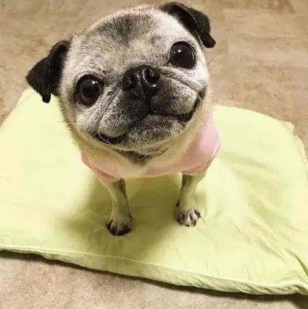 14岁巴哥越长越年轻确定没搞错