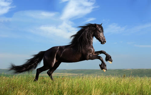 心理测试:四匹黑马,哪匹跑得最快?测你识人的眼光有多准?