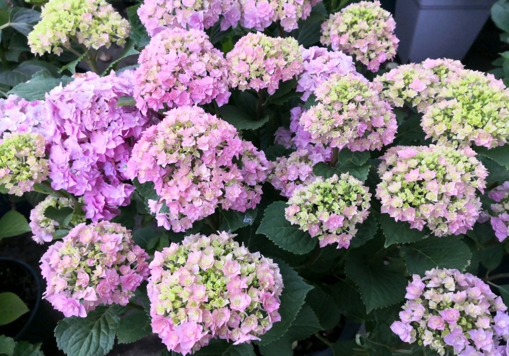 阳台盆栽新宠—绣球花"银河",植株低矮,花大色美,花期超三季_腾讯新闻