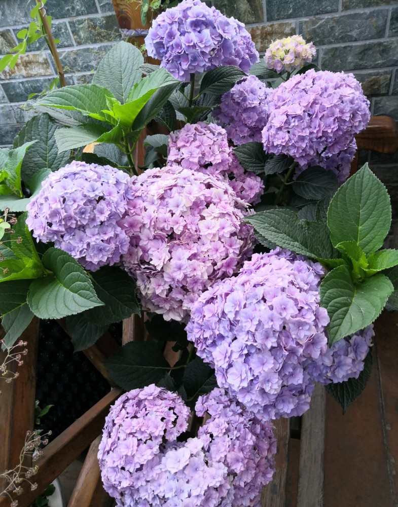 阳台盆栽新宠—绣球花"银河",植株低矮,花大色美,花期超三季_腾讯新闻