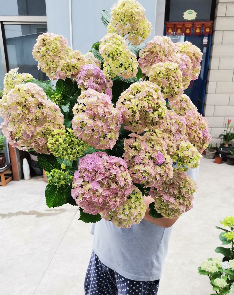 阳台盆栽新宠 绣球花 银河 植株低矮 花大色美 花期超三季 腾讯新闻