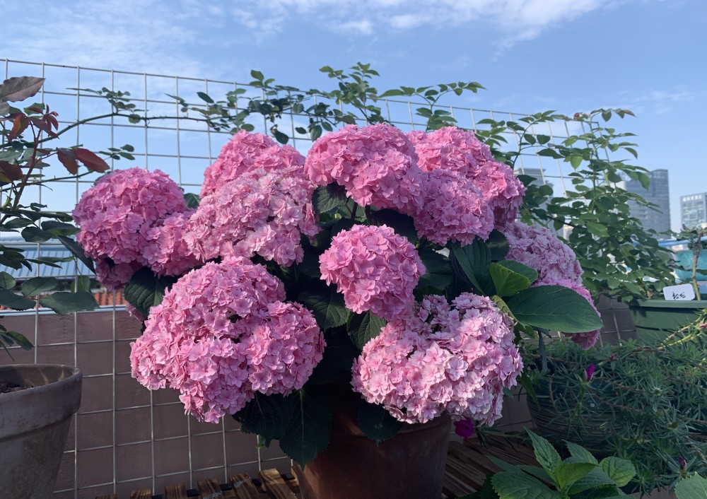 阳台盆栽新宠—绣球花"银河",植株低矮,花大色美,花期超三季