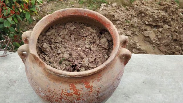 花盆土板结 多半是作业不当造成的 如何增强通透性 方法有4点 腾讯新闻