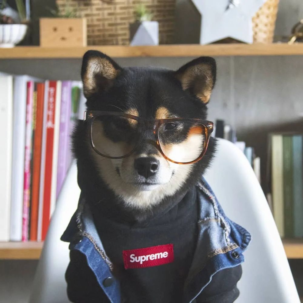 壁纸来看看真正潮狗的ootd