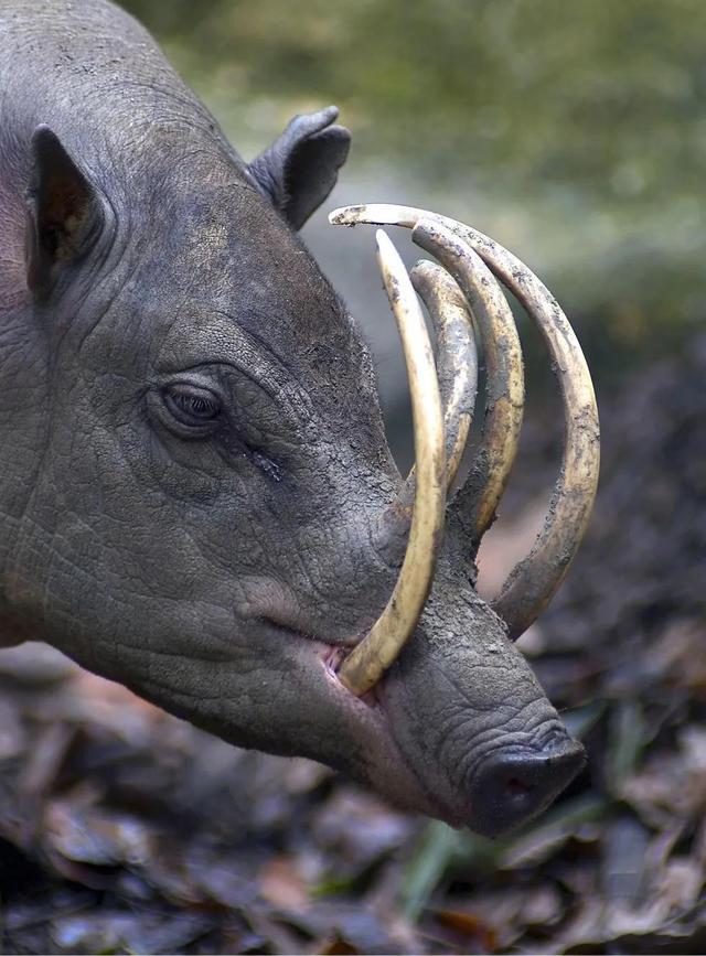 野猪的凶猛之处在于獠牙,除了攻击敌人,还有什么用处?_腾讯新闻