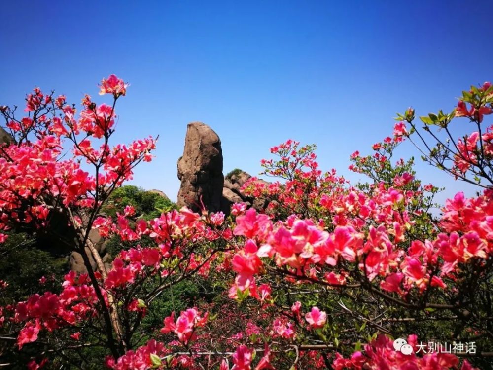 湖北詩人陳詩明杜鵑花開映山紅