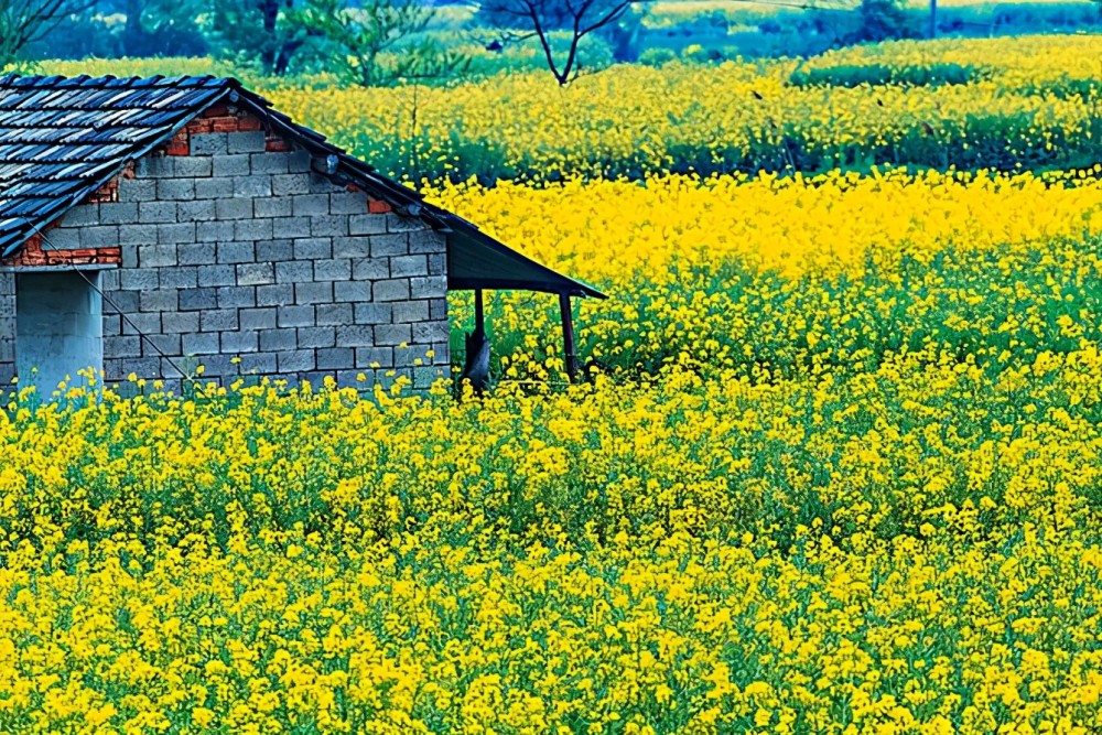 安徽一处"赏花地"火了,万亩油菜花全面盛开,适合春游踏青_腾讯新闻