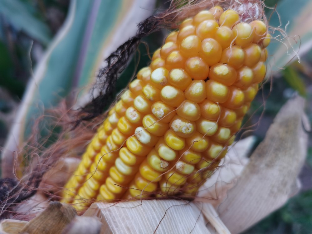 快收获的玉米陈师傅的种地方法是快刀斩乱麻,早点包地,做好玉米谷子