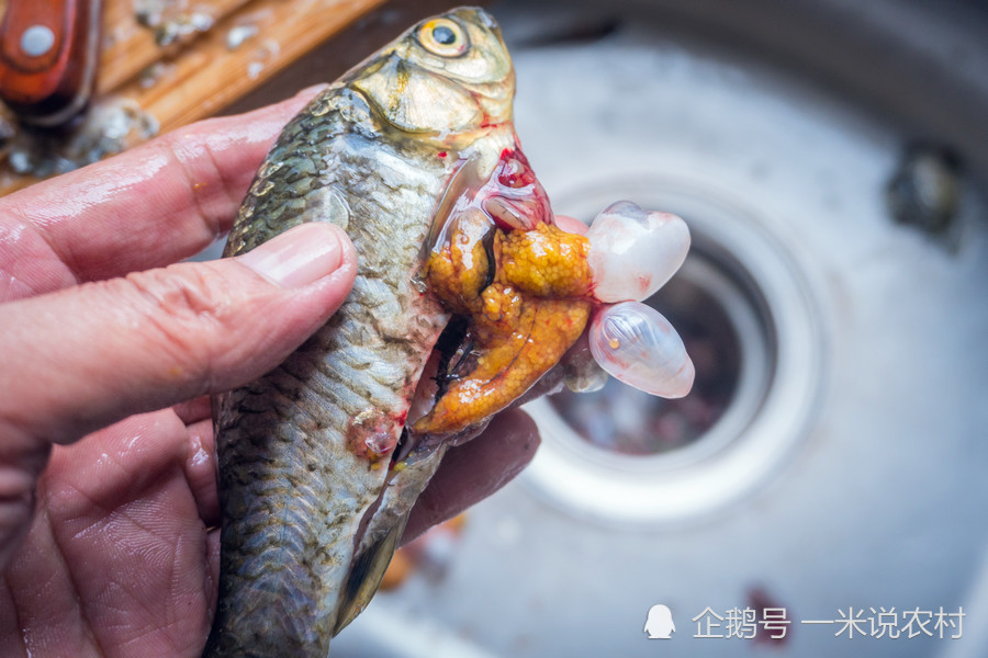 時可以不去魚鱗,需要注意的一點是,在清除鯽魚內臟時不要將魚苦膽弄破