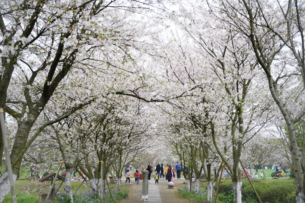 3月20日,游人在江西省南昌县凤凰沟景区观赏盛开的樱花.